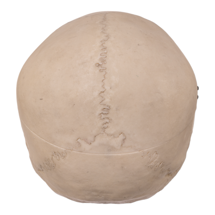 Real Human Skull