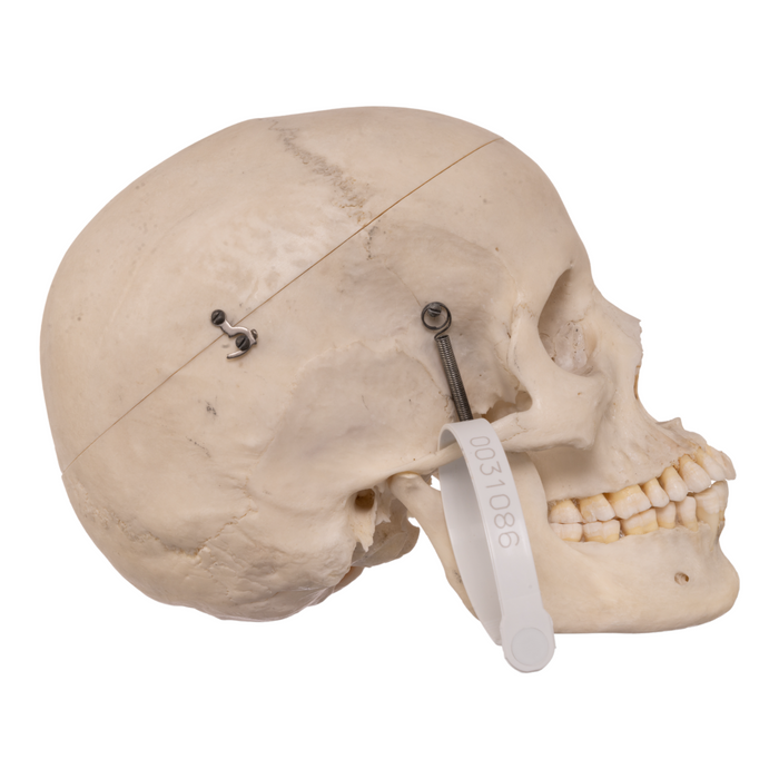 Real Human Skull