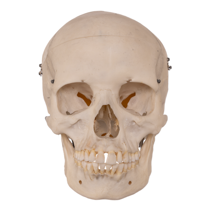 Real Human Skull