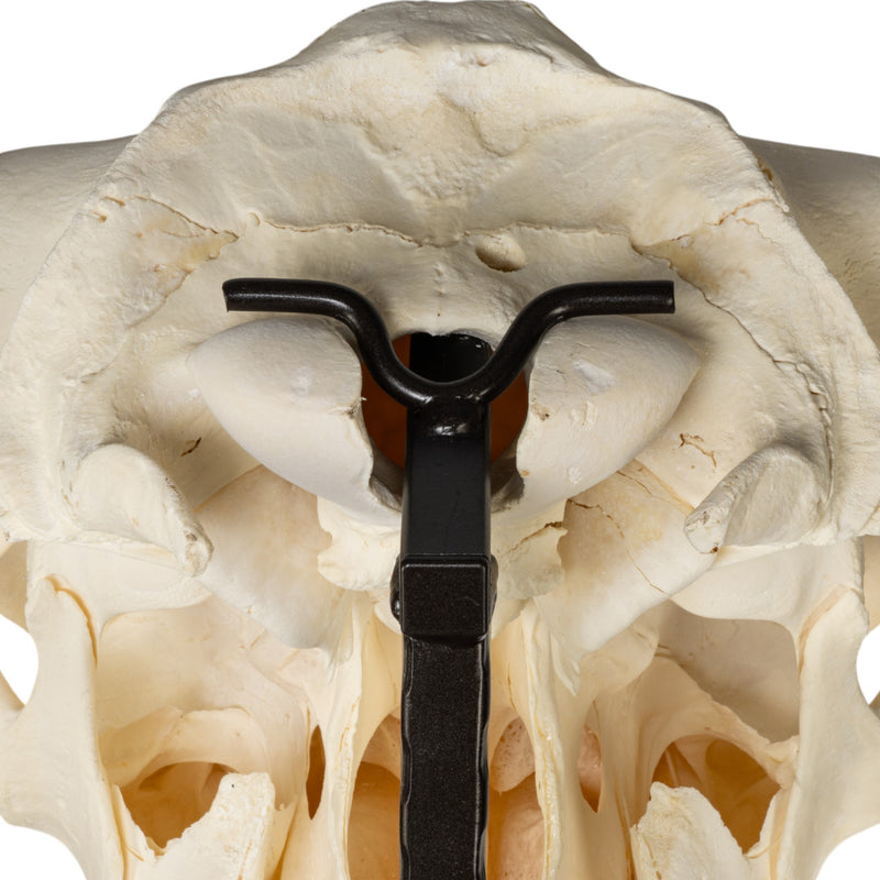 Metal Skull Mount - The Buffalo Table Bracket