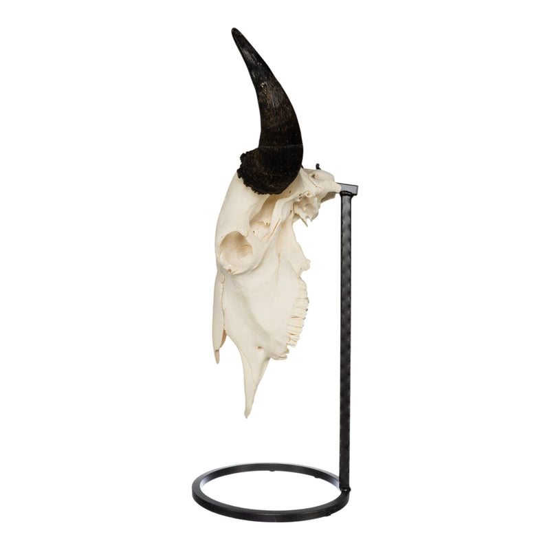 Metal Skull Mount - The Buffalo Table Bracket
