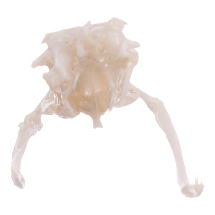 Real Mottled Rock Rattlesnake Skull and Rattle