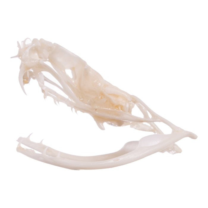 Real Mottled Rock Rattlesnake Skull and Rattle