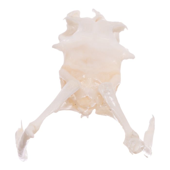 Real Mottled Rock Rattlesnake Skull and Rattle