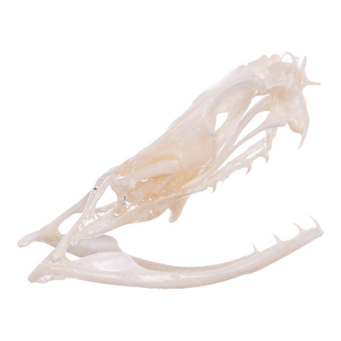 Real Mottled Rock Rattlesnake Skull and Rattle