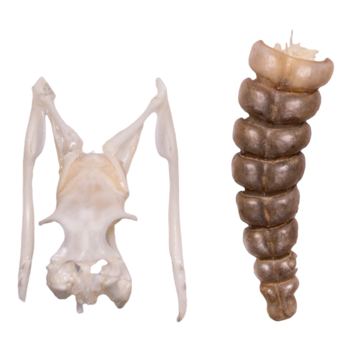 Real Mottled Rock Rattlesnake Skull and Rattle