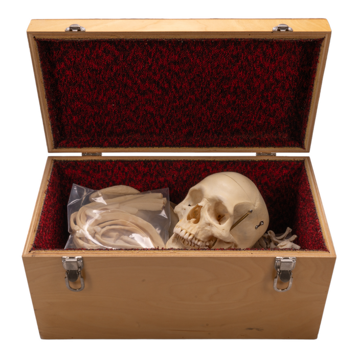 Real Human Half Skeleton with Carrying Case