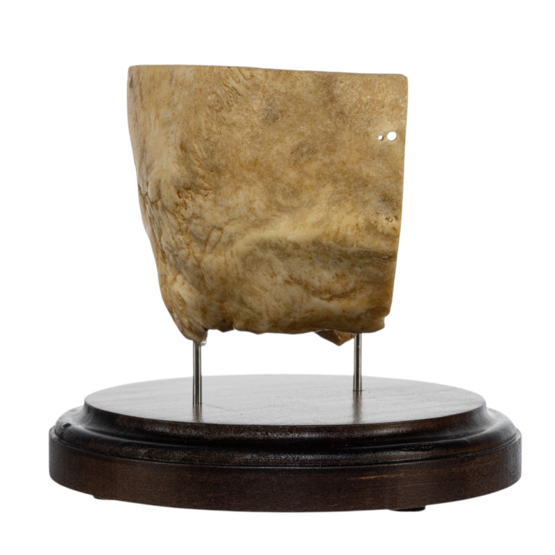 Real Human Partial Skull on Stand