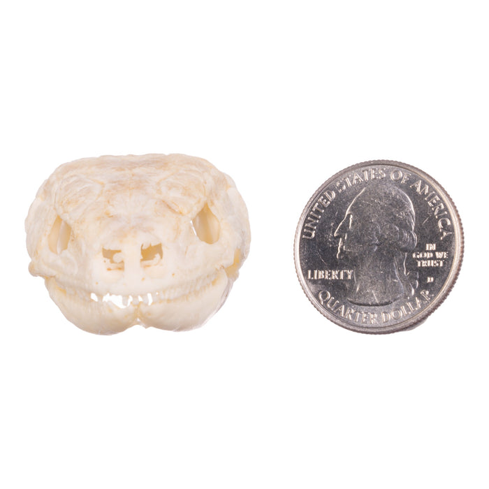 Real Plated Lizard Skull For Sale — Skulls Unlimited