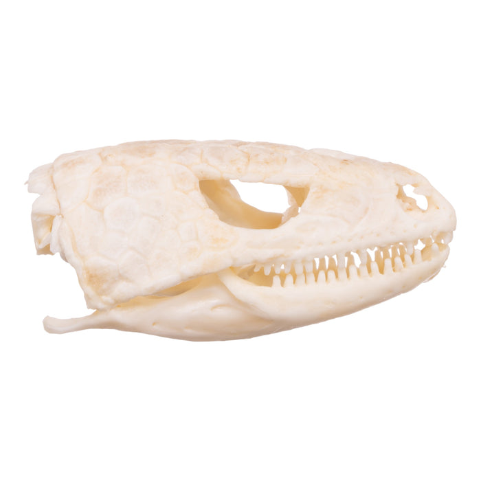 激安通販サイト Plated Real Lizard Unlimited Skulls — Sale For Skull アクセサリー