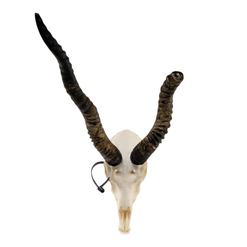 Real Blackbuck Skull with Mandible - Damaged Horn