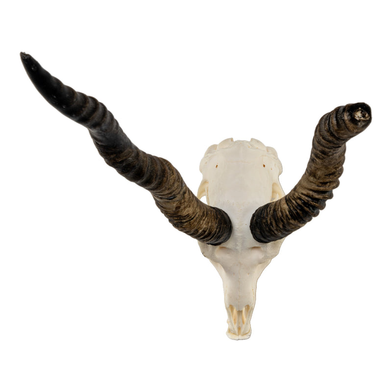 Real Blackbuck Skull with Mandible - Damaged Horn