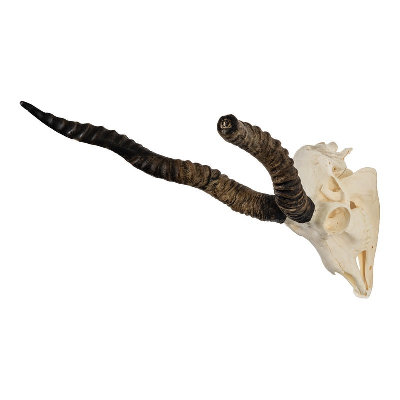 Real Blackbuck Skull with Mandible - Damaged Horn