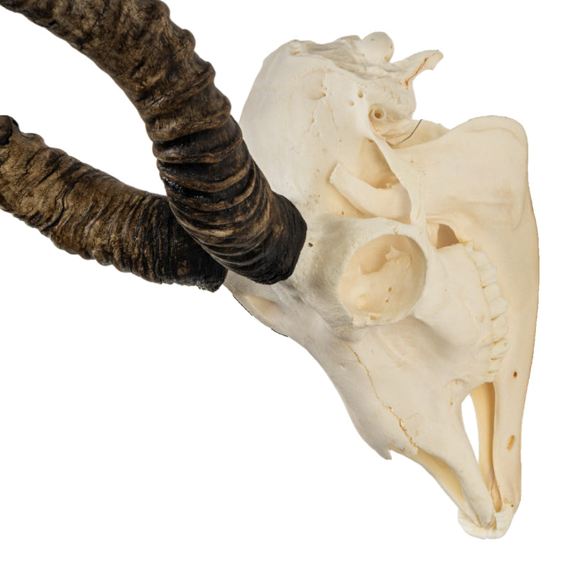 Real Blackbuck Skull with Mandible - Damaged Horn