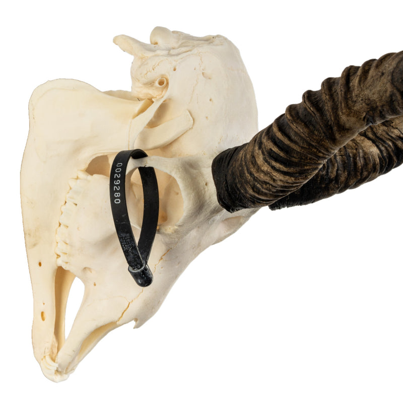 Real Blackbuck Skull with Mandible - Damaged Horn