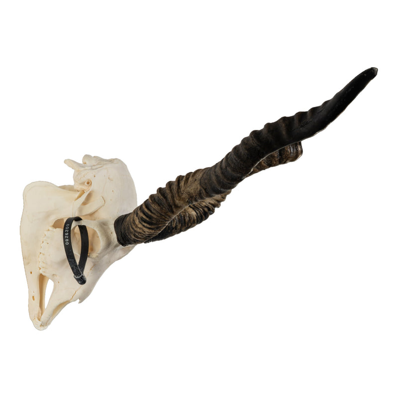 Real Blackbuck Skull with Mandible - Damaged Horn