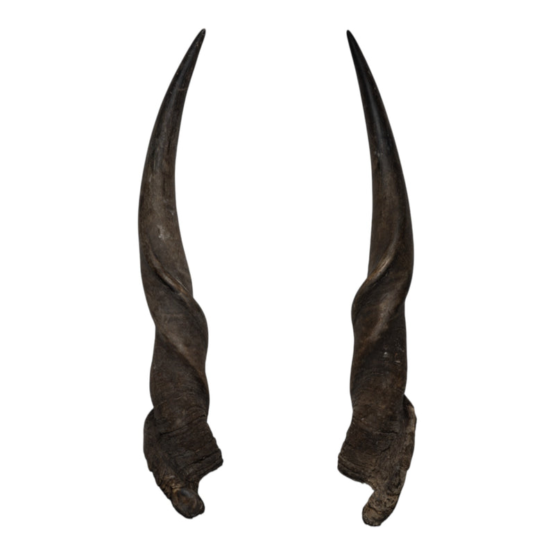 Real Eland Horn Pair - Male