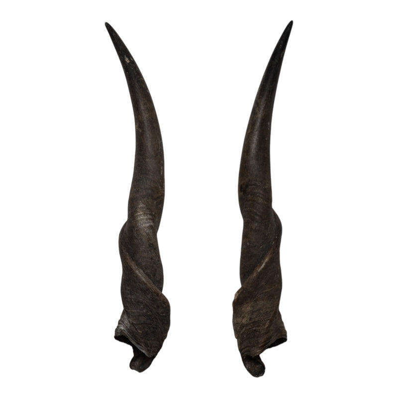 Real Eland Horn Pair - Male