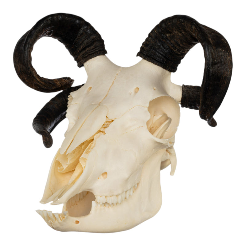 Real Four-horned Jacob Sheep Skull