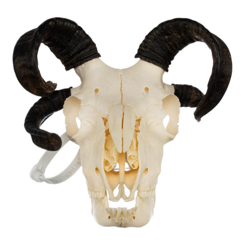 Real Four-horned Jacob Sheep Skull