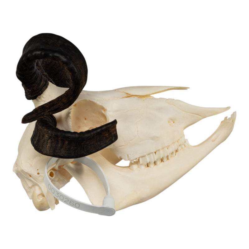 Real Four-horned Jacob Sheep Skull