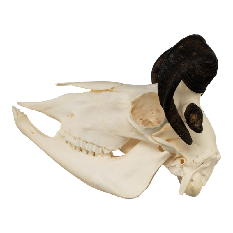 Real Four-horned Jacob Sheep Skull