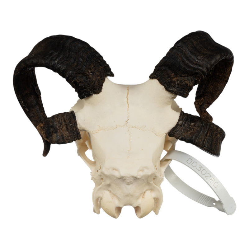 Real Four-horned Jacob Sheep Skull
