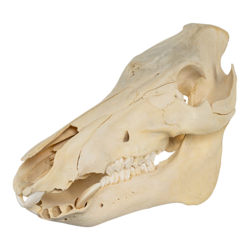 Real Domestic Pig Skull