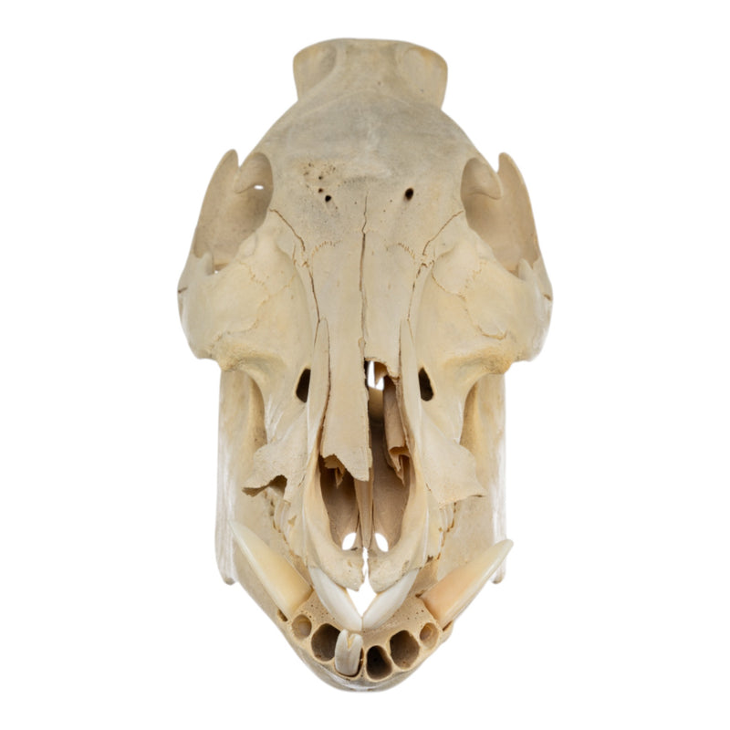 Real Domestic Pig Skull