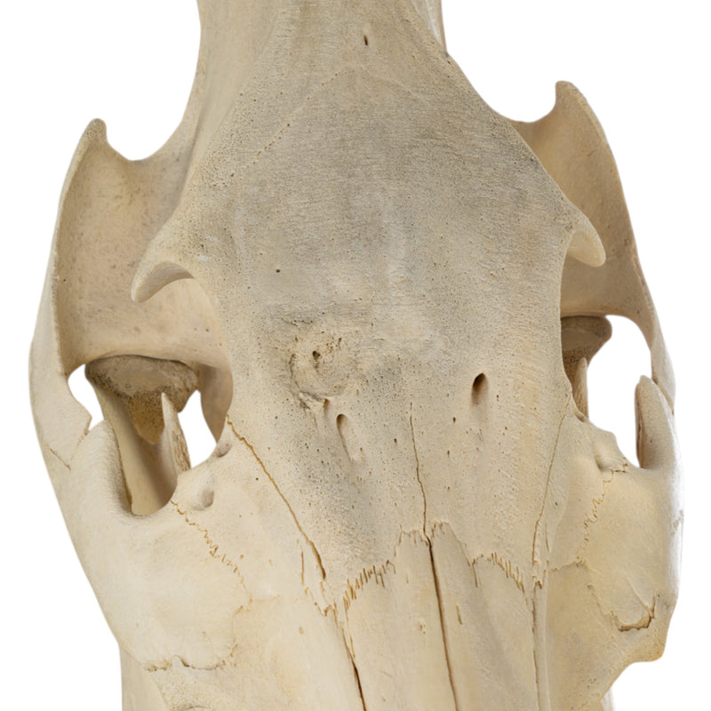 Real Domestic Pig Skull