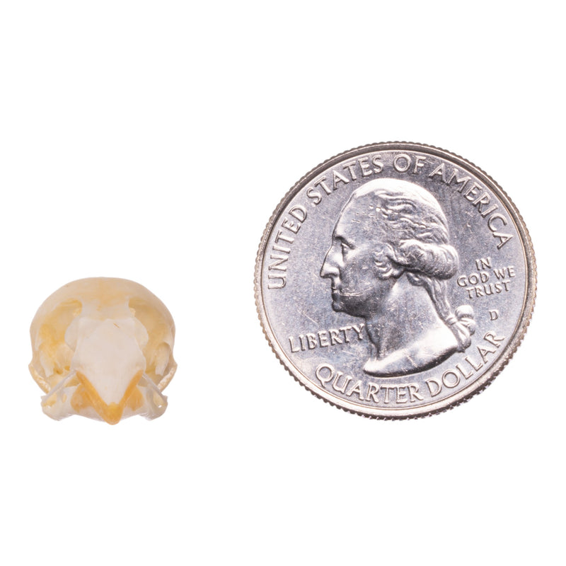 Real Zebra Finch Skull