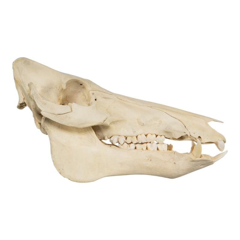 Real Domestic Pig Skull