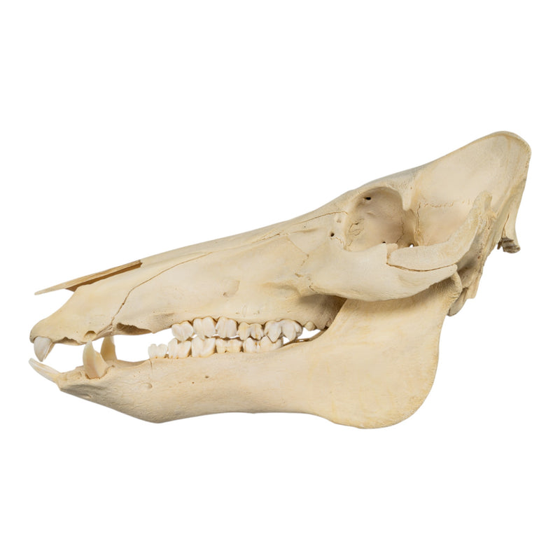Real Domestic Pig Skull