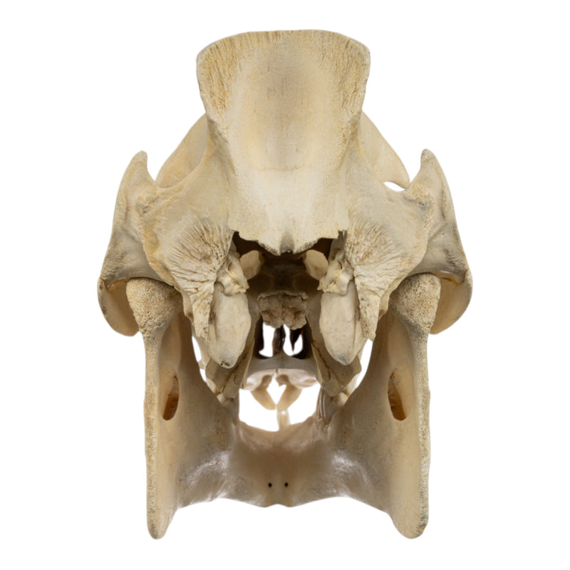 Real Domestic Pig Skull