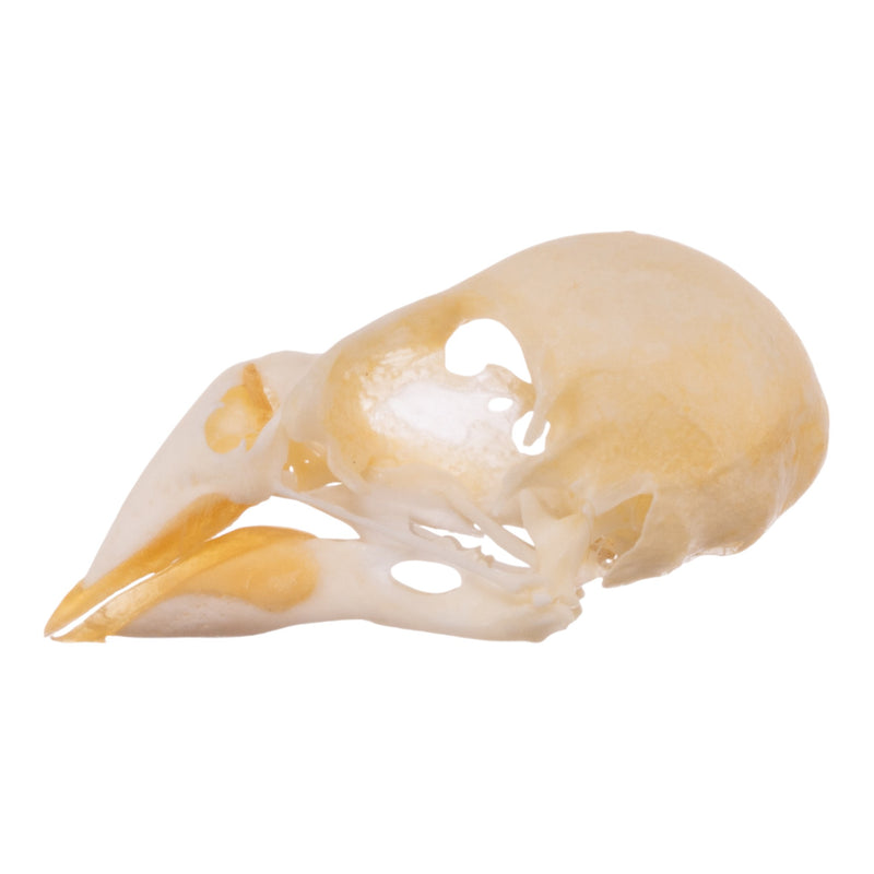 Real Zebra Finch Skull