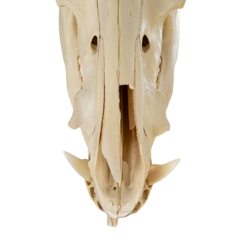 Real Domestic Pig Skull
