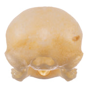 Real Zebra Finch Skull