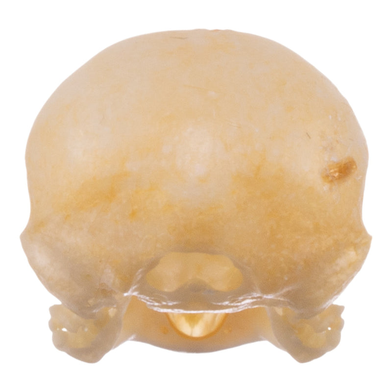 Real Zebra Finch Skull