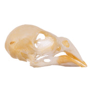 Real Zebra Finch Skull