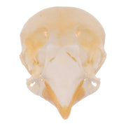 Real Zebra Finch Skull