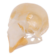 Real Zebra Finch Skull