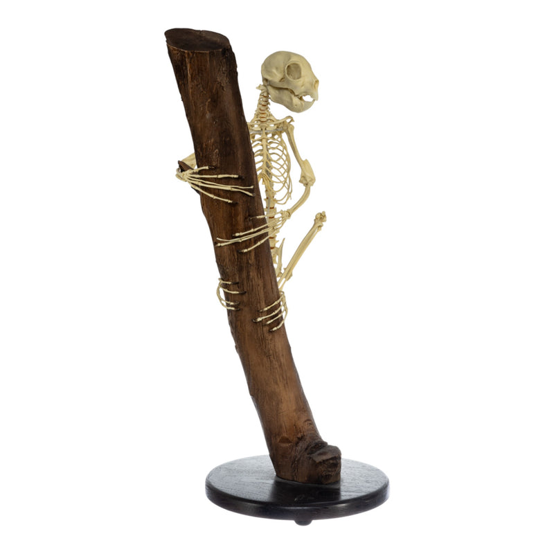 Replica Aye-Aye Skeleton - Discolored