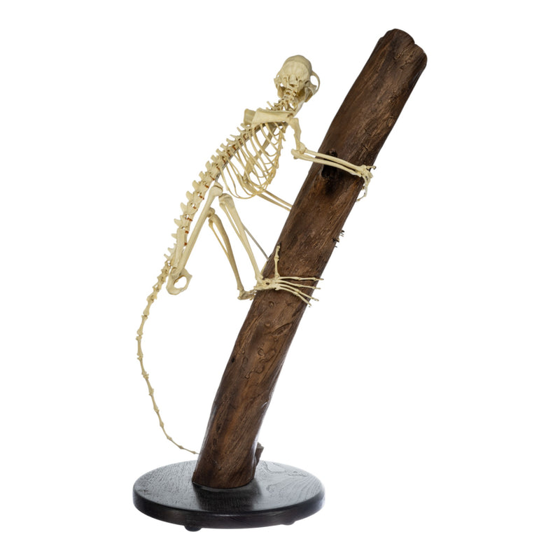 Replica Aye-Aye Skeleton - Discolored