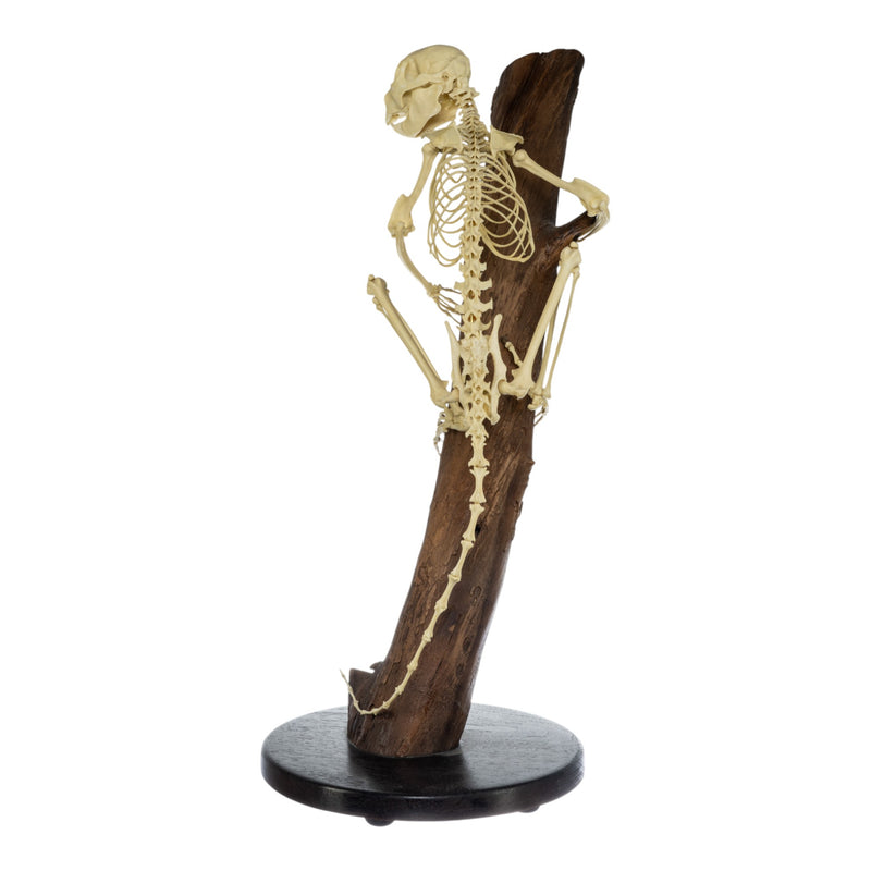 Replica Aye-Aye Skeleton - Discolored