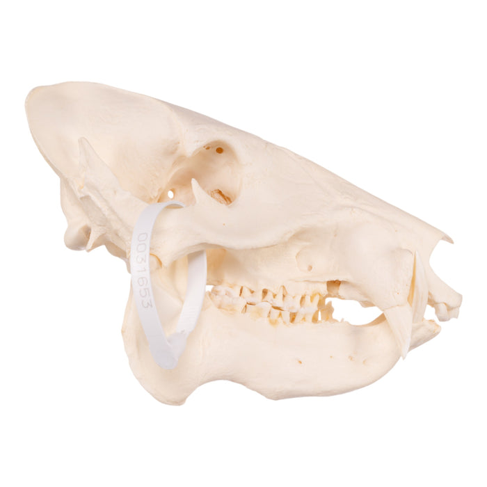 Real Peccary Skull