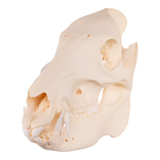 Real Peccary Skull - Adolescent