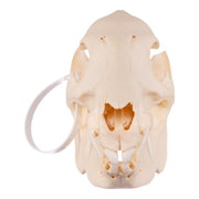 Real Peccary Skull - Adolescent