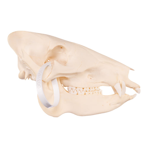 Real Peccary Skull - Adolescent