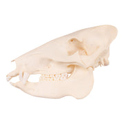Real Peccary Skull - Adolescent