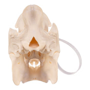 Real Peccary Skull - Adolescent